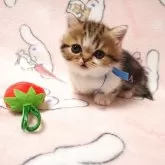 ミヌエット(短足)