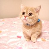 ミヌエット(短足)