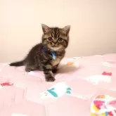 ミヌエット(長足)