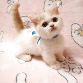 ミヌエット(短足)