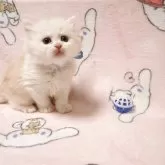 ミヌエット(長足)