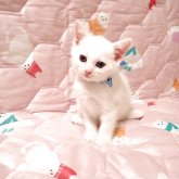 マンチカン(長足)