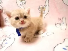 ミヌエット(短足)【広島県・男の子・2025年8月25日・レッドタビー】の写真2