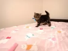 ミヌエット(長足)【広島県・男の子・2025年9月6日・ブラウンタビー】の写真2