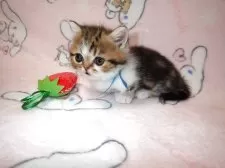 ミヌエット(短足)【広島県・男の子・2025年3月31日・ブラウンタビー&ホワイト】の写真2