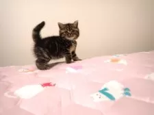 ミヌエット(長足)【広島県・男の子・2025年9月6日・ブラウンタビー】の写真3