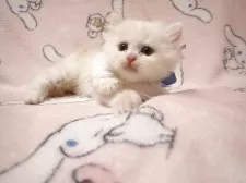 ミヌエット(長足)【広島県・男の子・2025年3月21日・クリーム&ホワイト】の写真3