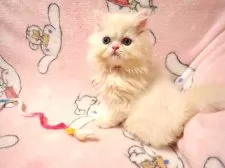 ミヌエット(長足)【広島県・女の子・2025年9月6日・ホワイト】の写真3