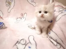 ミヌエット(長足)【広島県・男の子・2025年3月21日・クリーム&ホワイト】の写真4