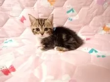 マンチカン(短足)【広島県・男の子・2025年11月1日・ブラウンタビー&ホワイト】の写真4