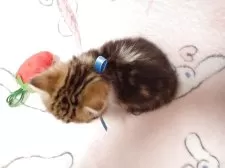 ミヌエット(短足)【広島県・男の子・2025年3月31日・ブラウンタビー&ホワイト】の写真5