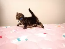 ミヌエット(長足)【広島県・男の子・2025年9月6日・ブラウンタビー】の写真5