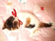 ミヌエット(長足)【広島県・女の子・2025年10月14日・キャリコ】の写真6