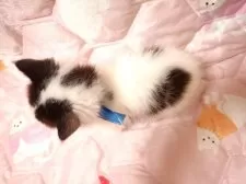 ミヌエット(短足)【広島県・男の子・2025年10月15日・ブラックスモーク&ホワイト】の写真6