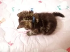 ミヌエット(長足)【広島県・男の子・2025年9月6日・ブラウンタビー】の写真6