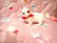 マンチカン(短足)【広島県・女の子・2025年11月1日・ホワイト】の写真6