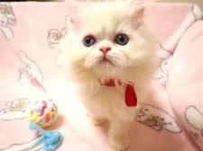 ミヌエット(長足)【広島県・女の子・2025年9月6日・ホワイト】の写真6