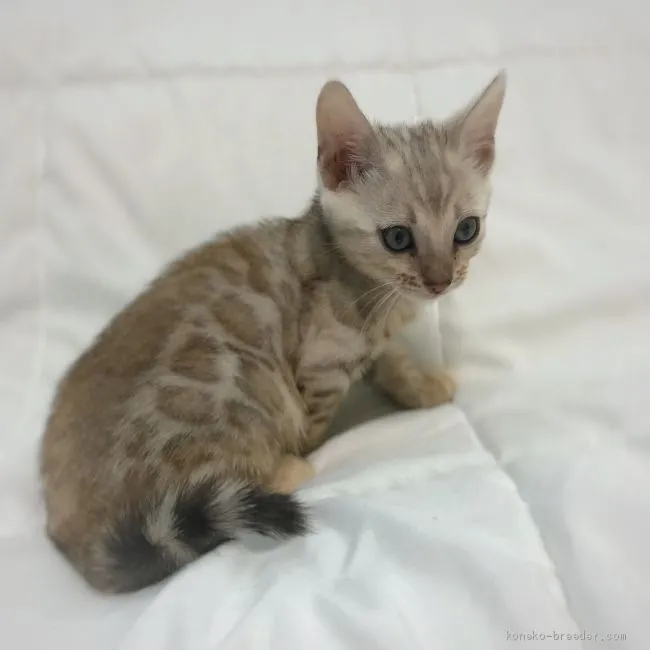 ID:1909-01817の子猫