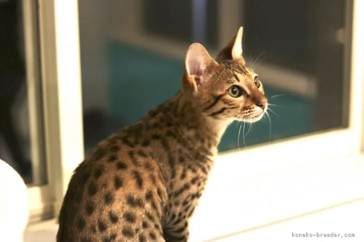 ID:2201-01709の子猫