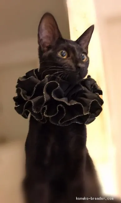 ID：2001-00234の子猫