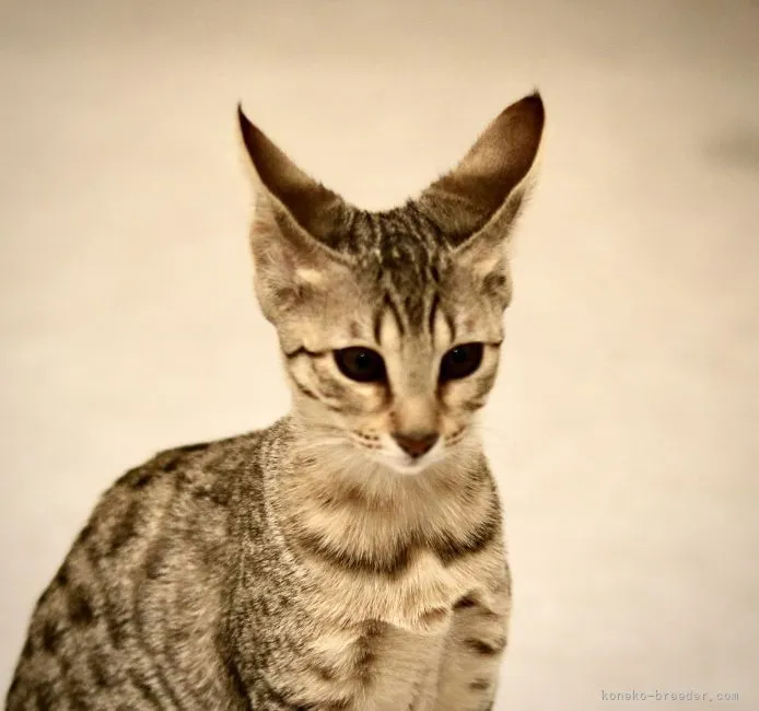 ID：2110-01905の子猫