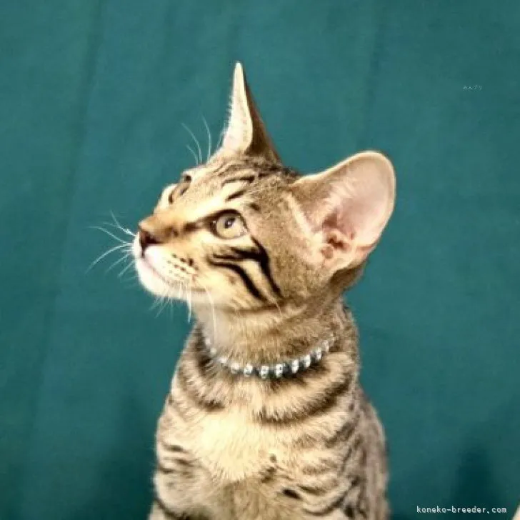 ID：2310-02330の子猫