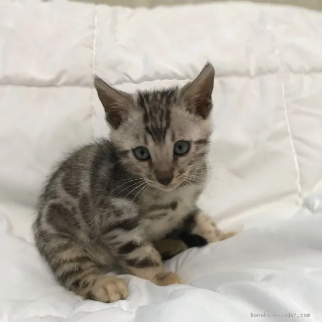 ID:1909-01818の子猫