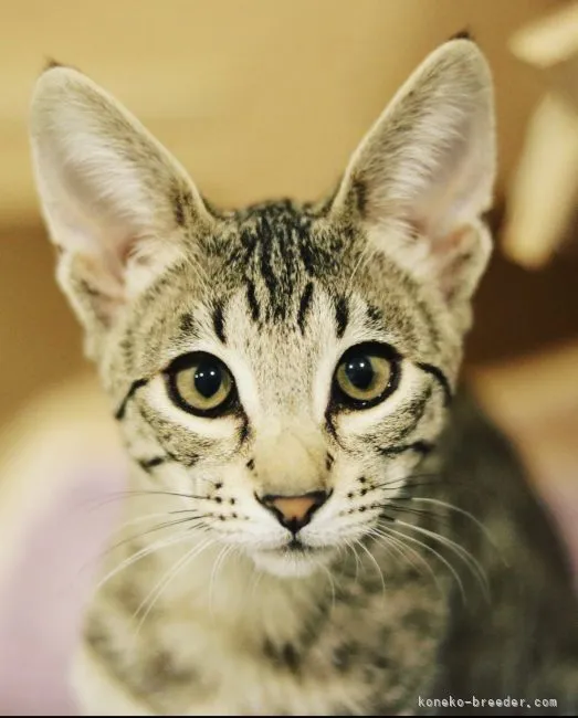 ID:2110-01908の子猫