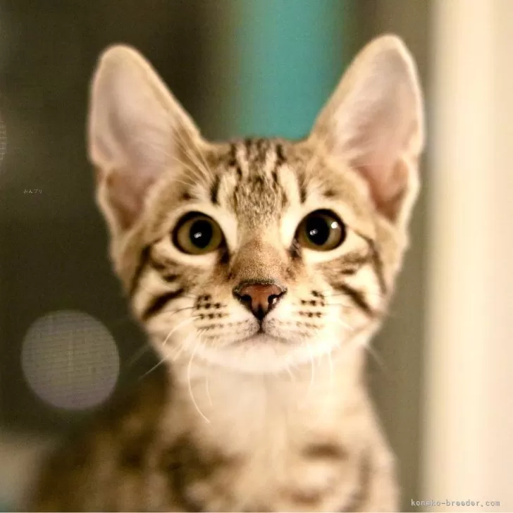 ID：2411-02866の子猫
