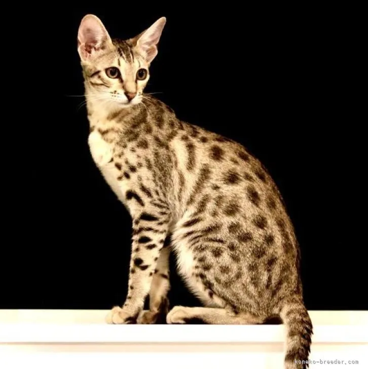 ID:2207-02531の子猫