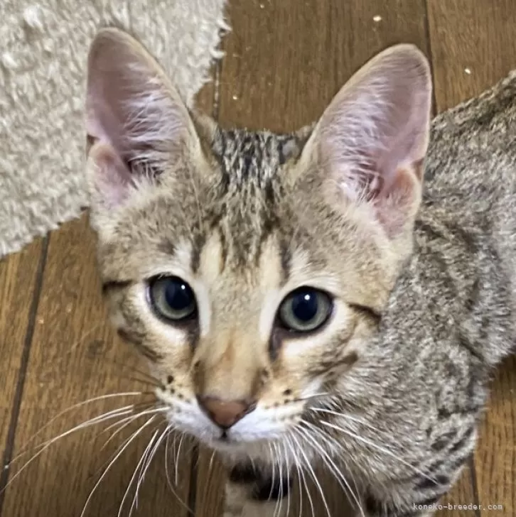 ID：2405-02684の子猫