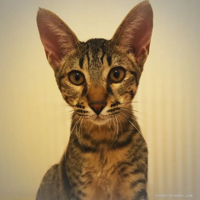 ID:1908-00872の子猫