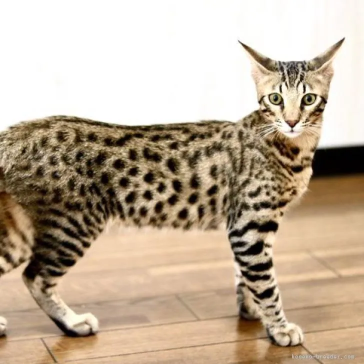 ID:2207-02733の子猫