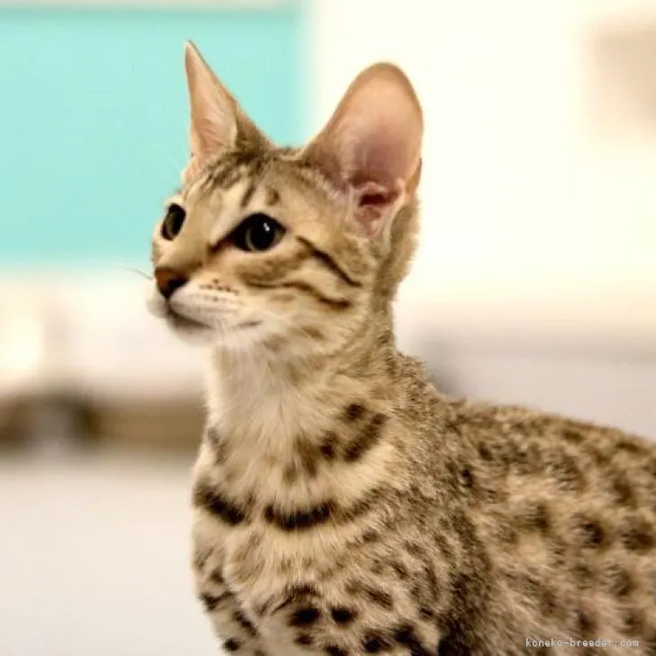 ID：2210-02514の子猫