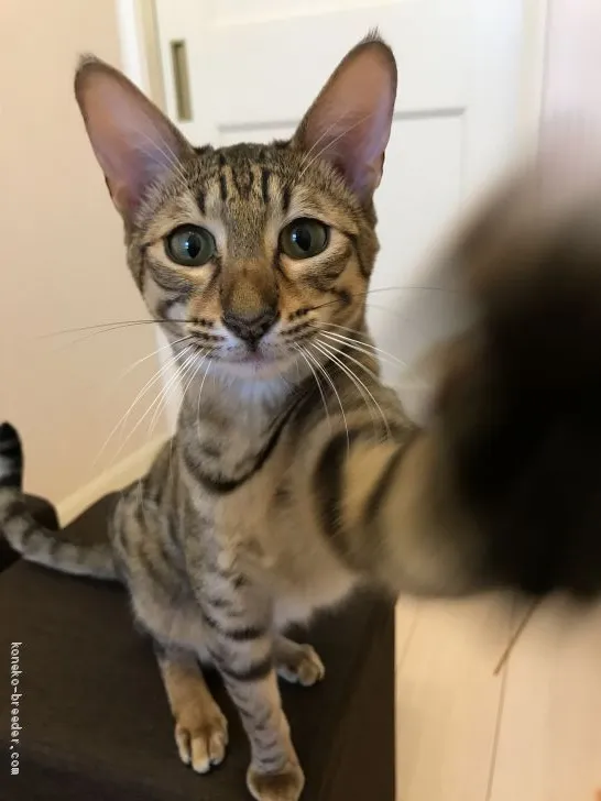 ID：1908-01247の子猫