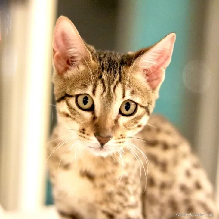 ID：2411-02905の子猫