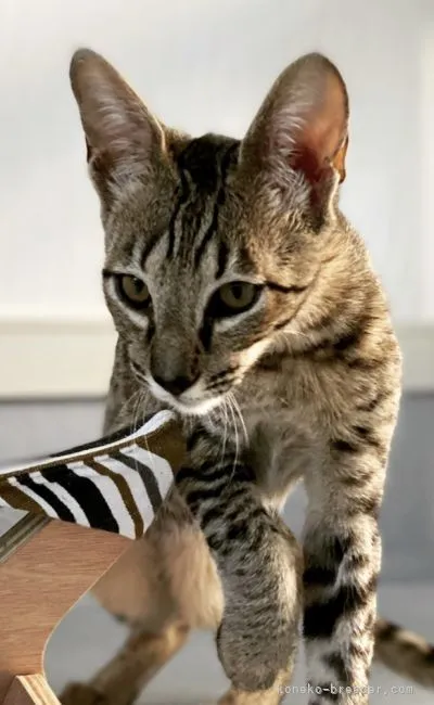 ID：2106-02073の子猫