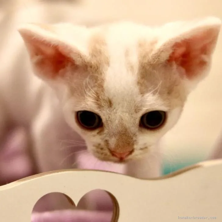 ID：2207-02557の子猫