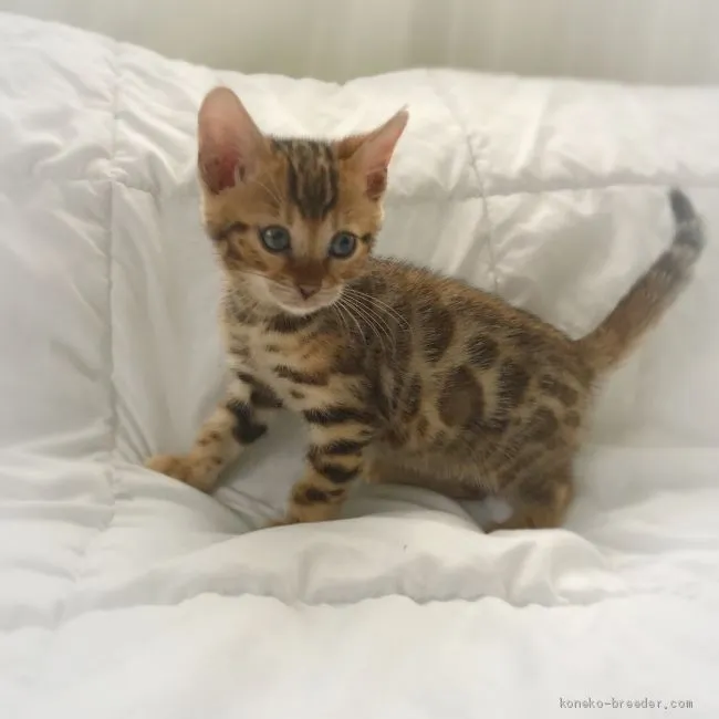 ID:1909-01816の子猫