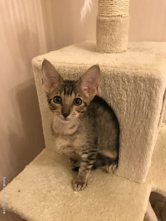 ID：2005-01987の子猫