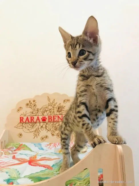 ID：2008-00722の子猫