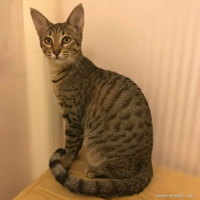 ID：1908-00875の子猫