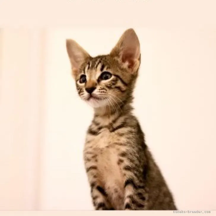 ID：2212-00489の子猫