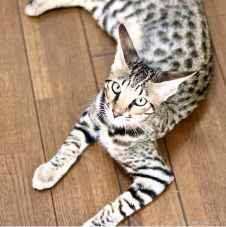 ID:2207-02731の子猫
