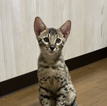 サバンナキャット【茨城県・男の子・2023年7月1日・ブラウンスポテッドタビー】の写真「ブラックノーズのハイクオリティ男子」