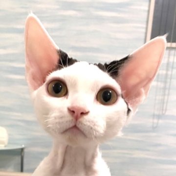 デボンレックス【茨城県・男の子・2023年9月18日・ホワイト&ブラック（ウェーブ）】の写真「まるで羊毛フェルトのぬいぐるみ(^^)」