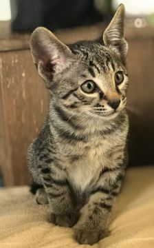 サバンナキャット【茨城県・女の子・2019年7月19日・ブラウンスポテッドタビー】の写真「サーバルから数えて第６世代のサバンナです。」