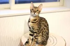 サバンナキャット【茨城県・男の子・2021年7月22日・ブラウン】の写真1「キリッとした表情がワイルド」