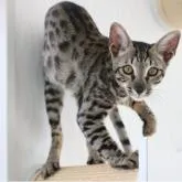 サバンナキャット【茨城県・女の子・2022年2月6日・ブラックスポテッドタビー】の写真1「迫力満点のダークカラーサバンナ」