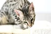 サバンナキャット【茨城県・男の子・2022年2月6日・ブラウンスポテッドタビー】の写真2「野生的な表情…しかし中身は甘えん坊。ギャップに驚かれること間違いなし！」